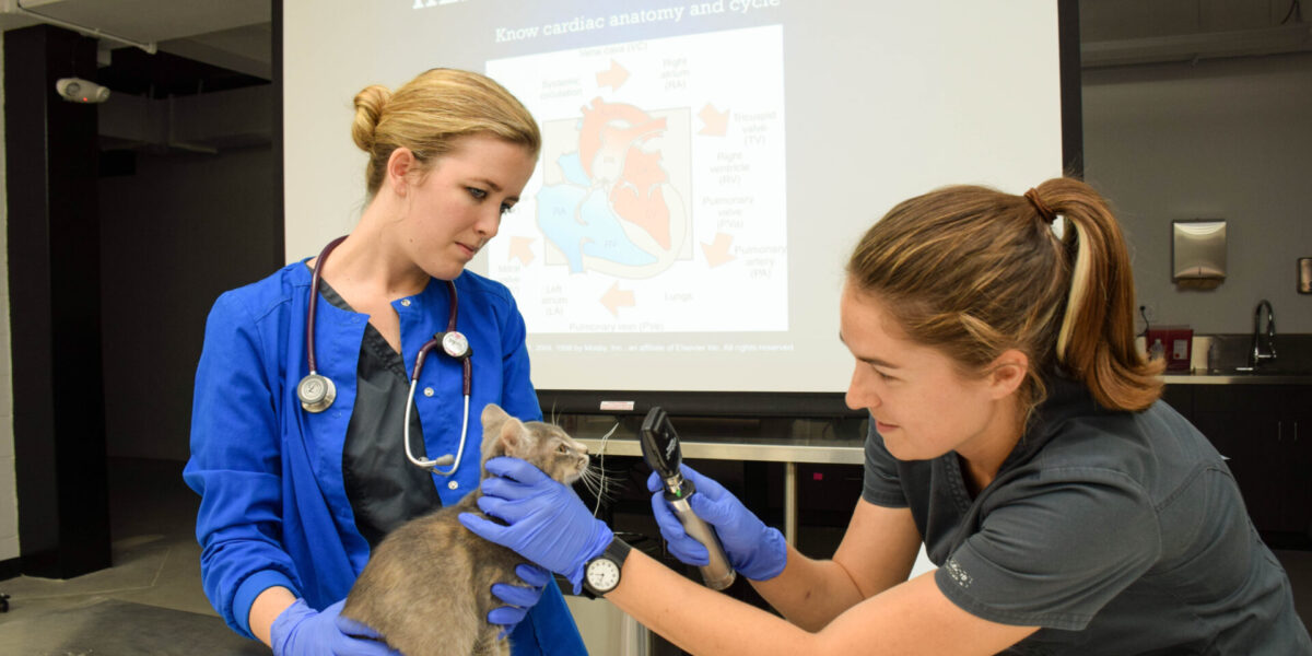 Photo of vet tech students working on a cat in a lab