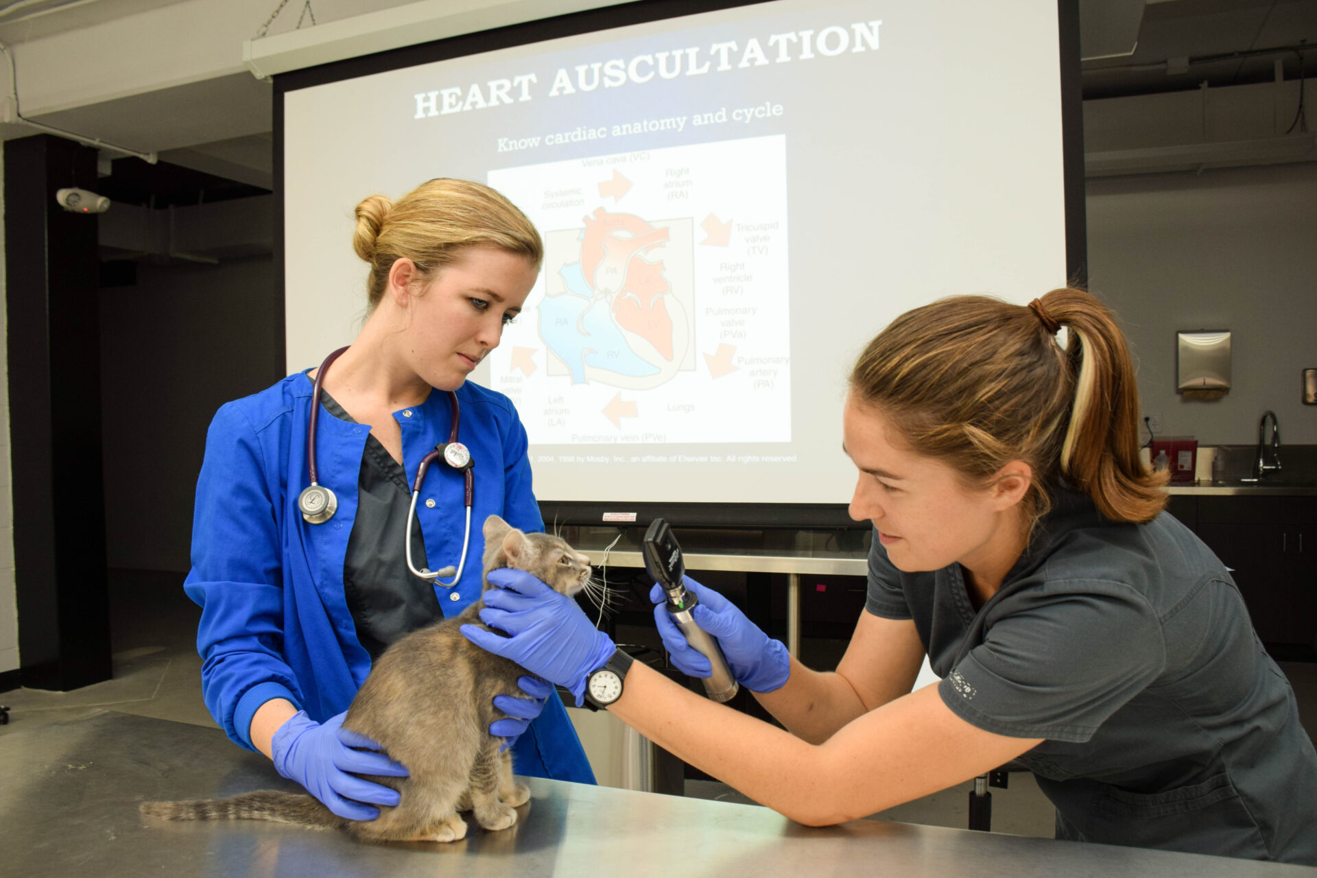 Photo of vet tech students working on a cat in a lab
